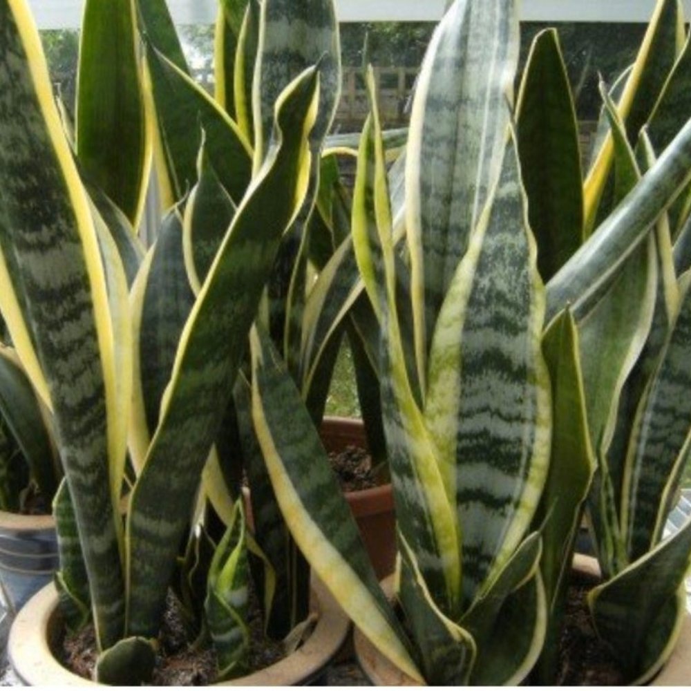 8" Snake Plant Air Purifier